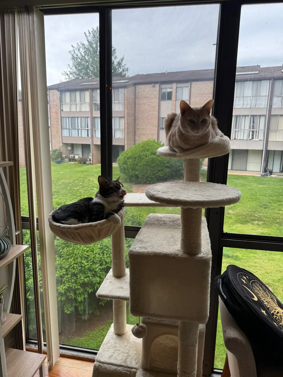 The cat tree by the window