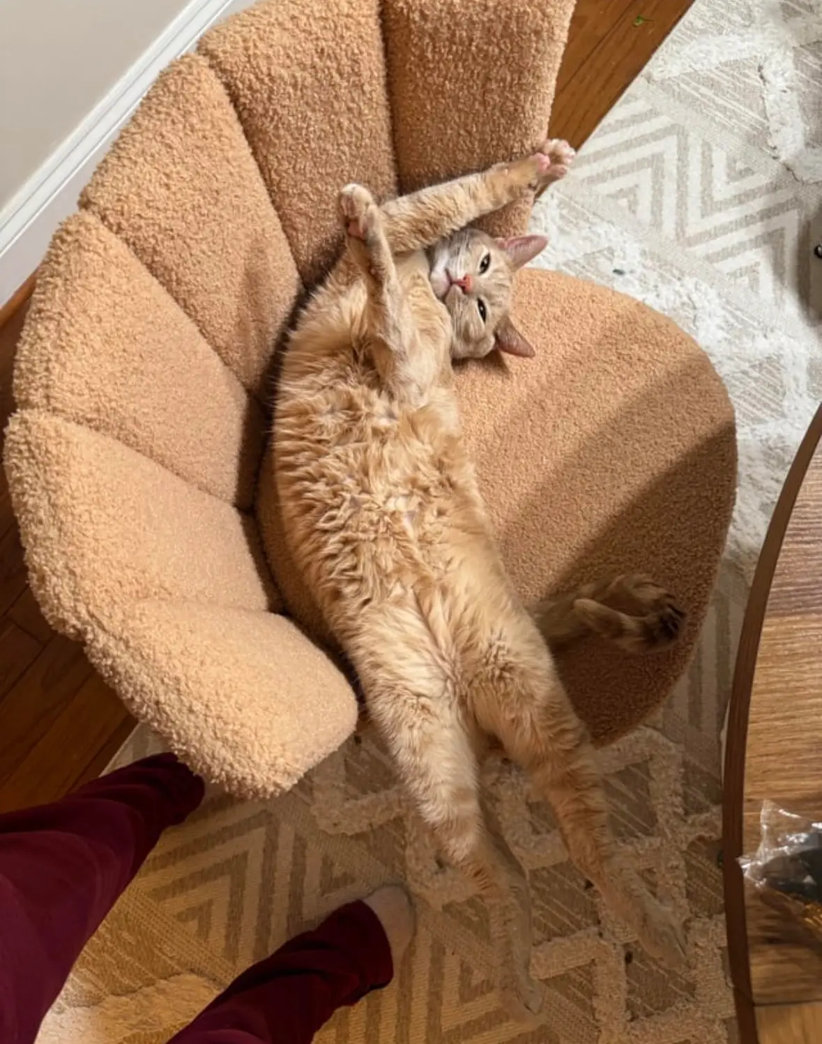Belly-up on the comfy chair
