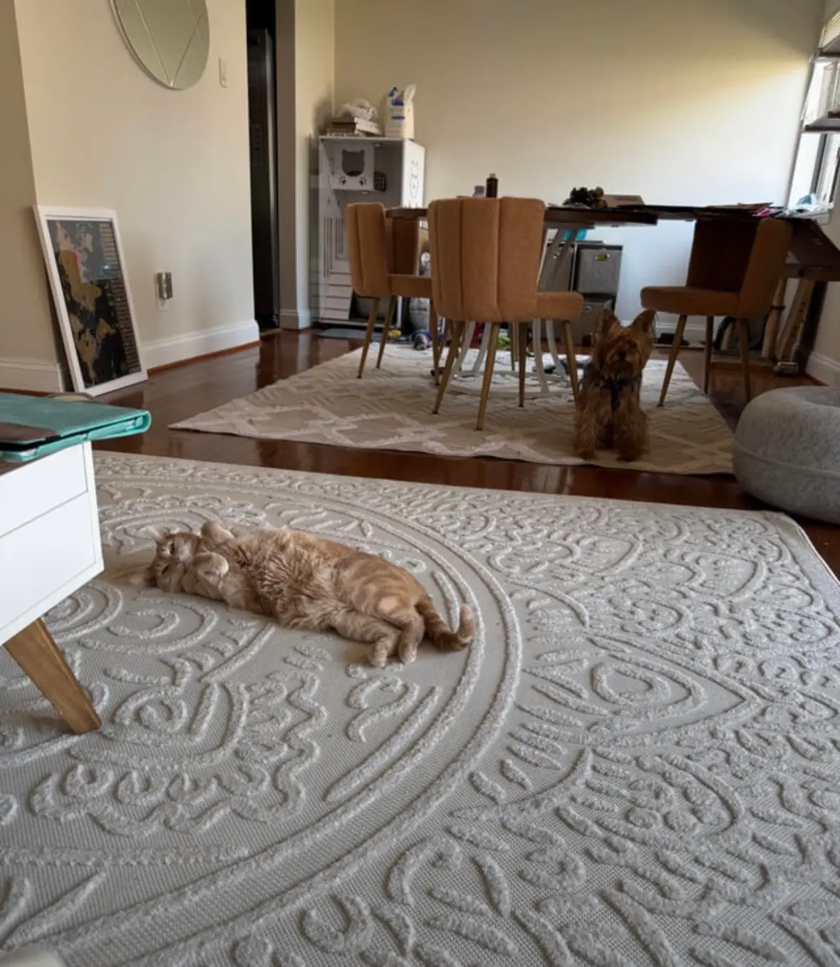 Stretching out on the rug